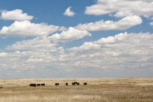 cattle ranch in montana