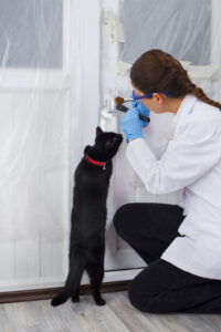 crime scene and curious cat