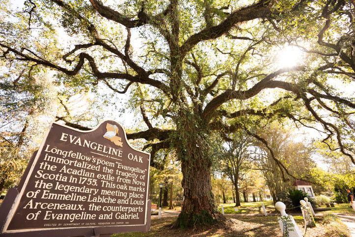 evangeline oak in louisiana