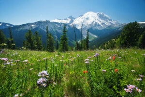 mt rainier summer